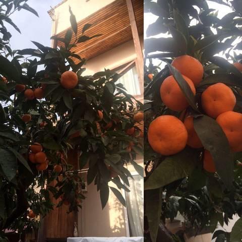 Gostevoy Dom Samir Hotel Gagra Bagian luar foto